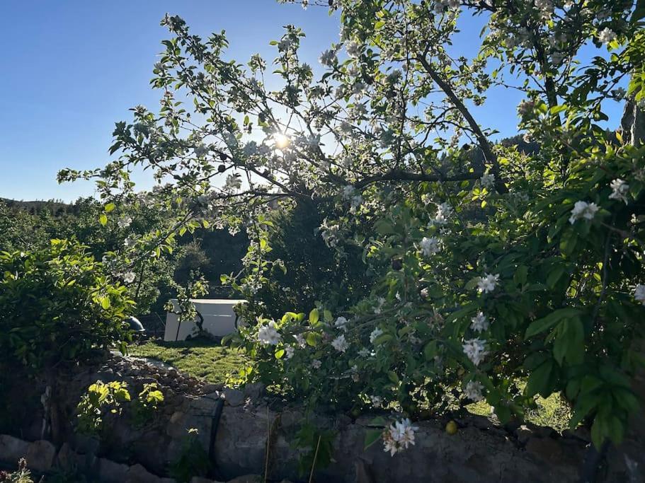 Lilly'S Finca - Romantischter Rueckzugsort - Pool Vilaflor Exterior photo